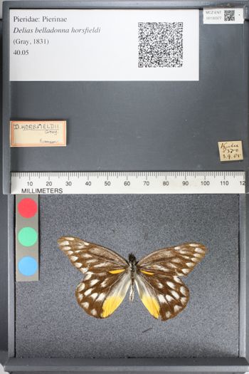 Media type: image;   Entomology 130377